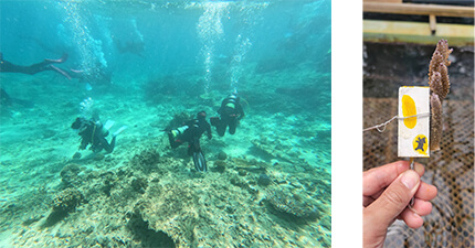 Coral planting